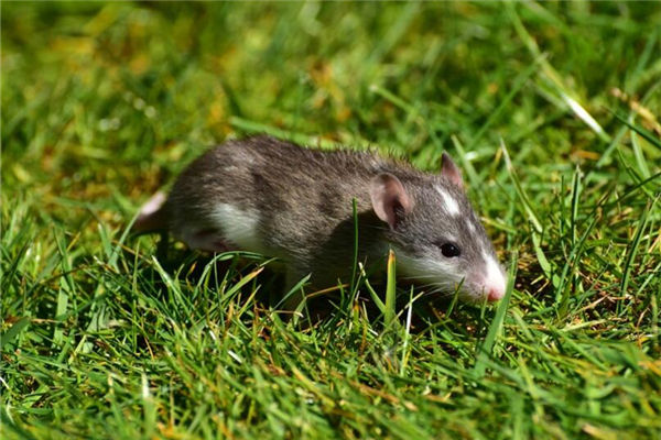 72年6月生肖鼠好不好_十二生肖