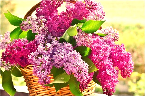 夢到咬草鞋底是什麼意思_周公解夢官網