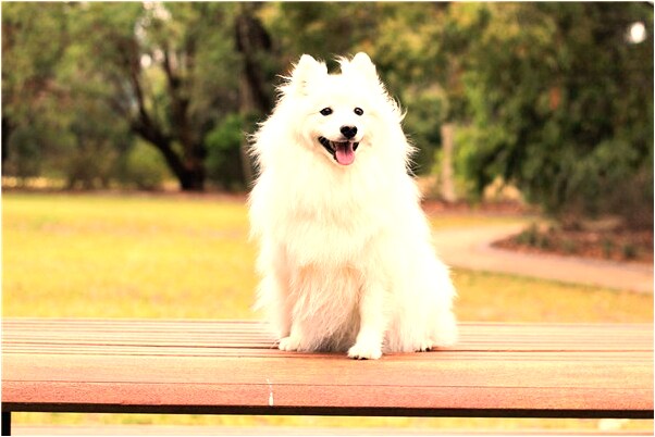夢見美麗的火焰代表著什麼_周公解夢官網