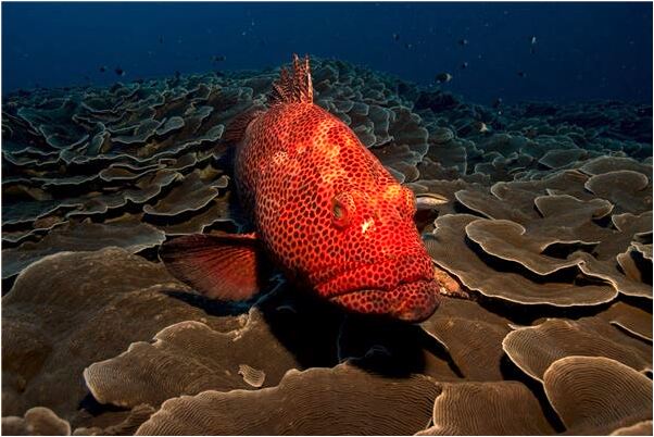 夢到給小女孩攝影預示著什麼_周公解夢官網