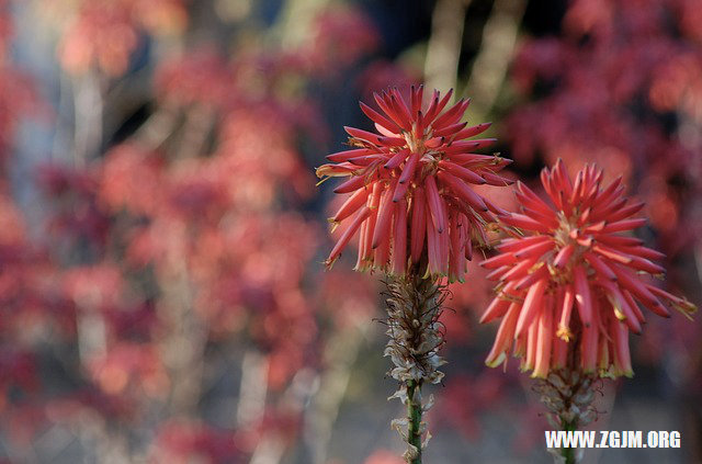 夢見與不認識人做愛_周公解夢夢到與不認識人做愛是什麼意思_做夢夢見與不認識人做愛好不好_周公解夢官網