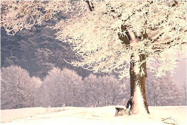夢到了本人買紅薯和一雙筷子會是什麼預兆_周公解夢官網