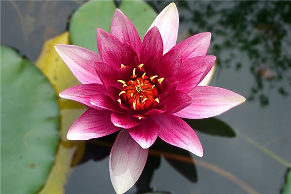 夢到了金蓮花是什麼意思_周公解夢