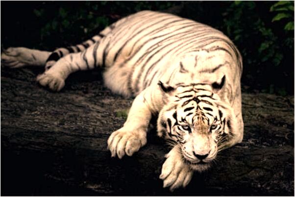 夢到被沖走怎么樣_周公解夢官網