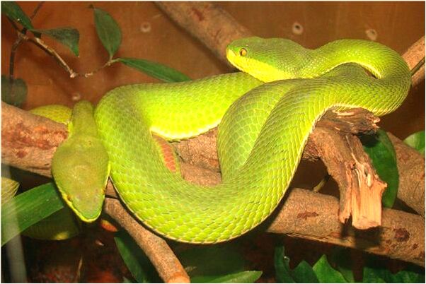 夢到貓生小雞什麼預兆_周公解夢官網