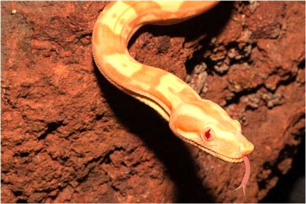 夢見我自己懷孕了有什麼預兆_周公解夢官網