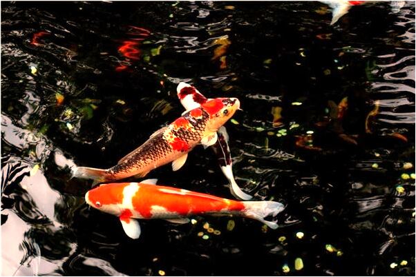 夢到了和多年未見的男同學看電影會是什麼預兆_周公解夢官網