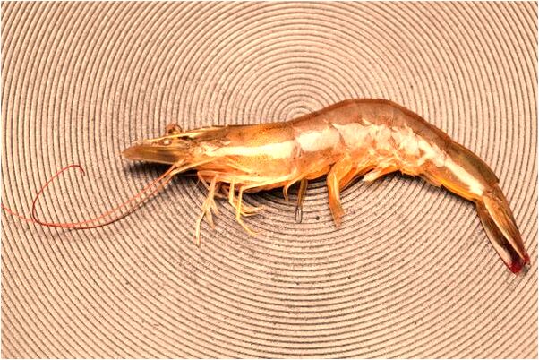 夢到了沒有皮的動物血紅的來我家是什麼啟示_周公解夢官網