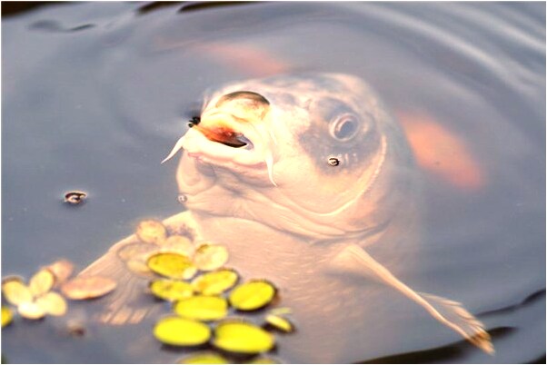 夢到了金老虎會怎么樣_周公解夢官網