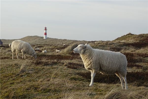 屬羊2021年運勢及運程_十二生肖