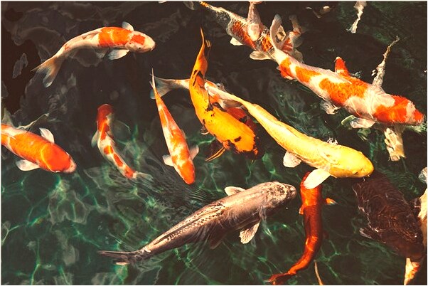 夢到自己有好多影子有什麼意義嗎_周公解夢官網