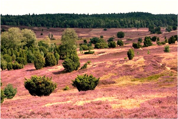 夢見自己和國中同學說話預示什麼_周公解夢官網