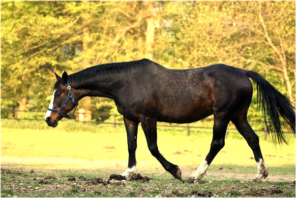 夢見剛生一窩小老鼠預兆了什麼嗎_周公解夢官網