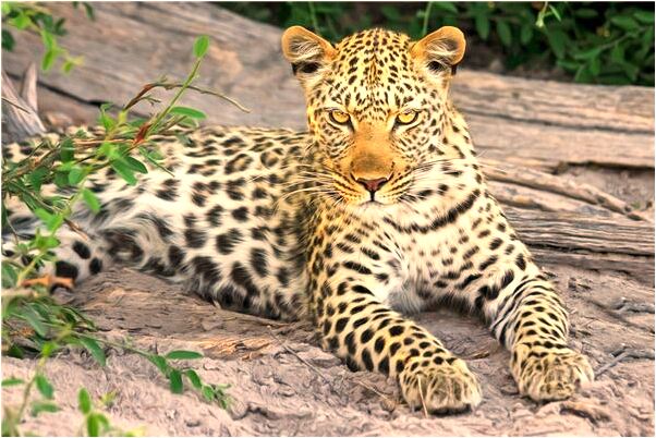 夢到女朋友用刀追著砍我是不是好的徵兆呢_周公解夢官網