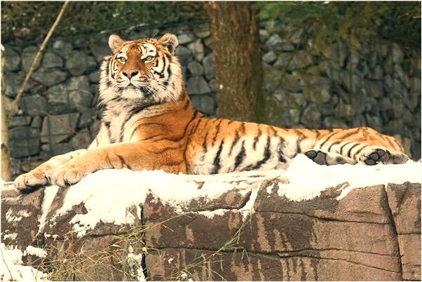 夢到自己撿到一嬰兒是什麼預兆_周公解夢官網