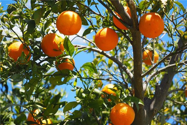 夢見桔子樹上結滿黃黃的桔子_周公解夢