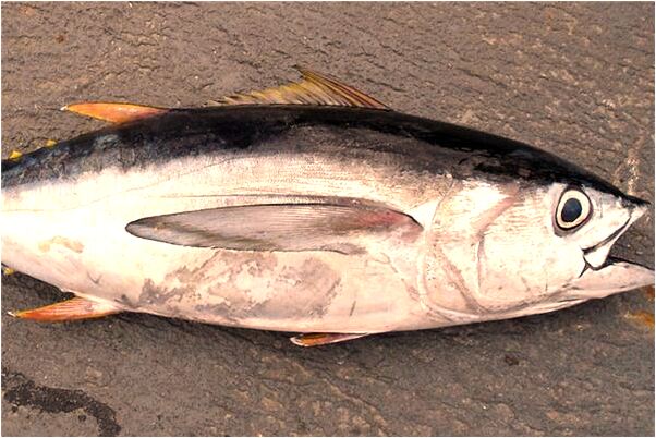 夢到手心有悟子是什麼意思_周公解夢官網