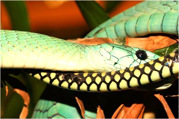 夢見船上幫人接生代表什麼_周公解夢官網