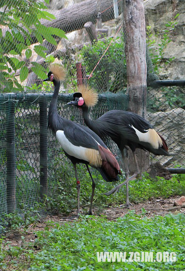 夢見用鐮刀割草_周公解夢夢到用鐮刀割草是什麼意思_做夢夢見用鐮刀割草好不好_周公解夢官網