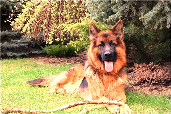 夢見小蛇和蛇蛋代表著什麼_周公解夢官網