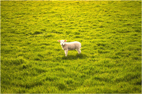 夢到自己去外地有什麼意思嗎_周公解夢官網