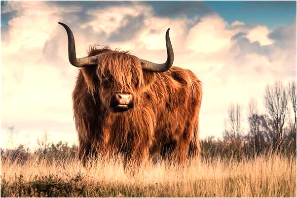 夢見老公死了我哭醒是什麼徵兆_周公解夢官網