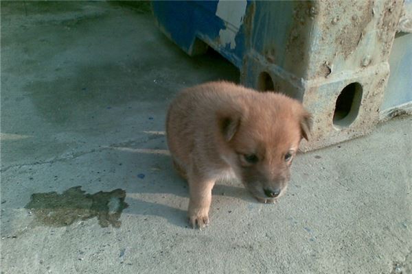 屬狗的人今年多大_十二生肖