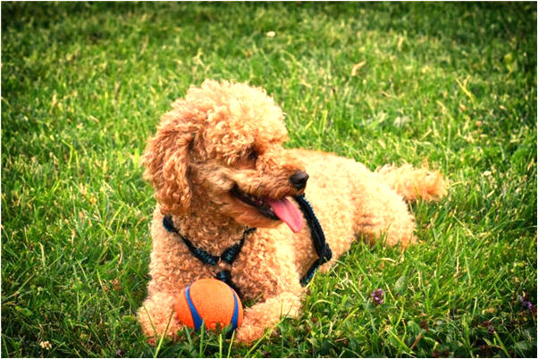 夢見老公出軌要和自己離婚是什麼預兆_周公解夢官網