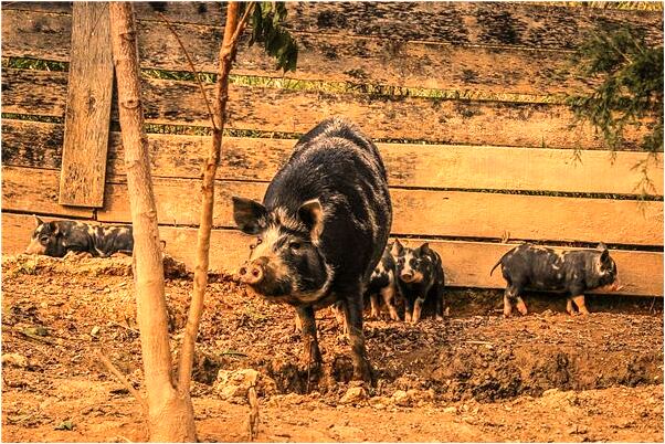 夢到了勇士不是我預示著什麼_周公解夢官網