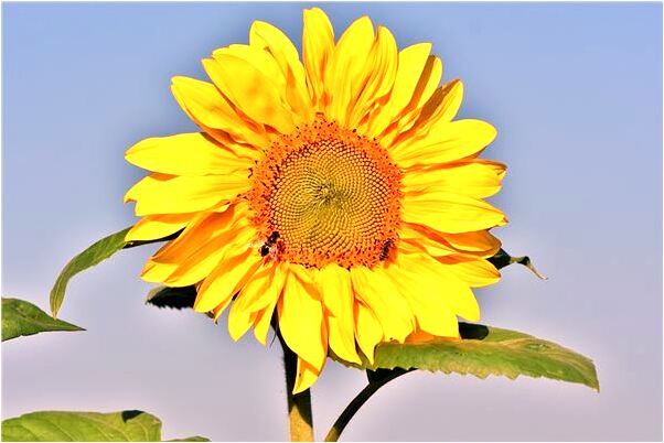 夢到了有人尿到我的腳上了會是什麼預兆_周公解夢官網