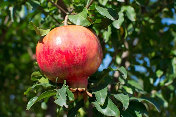 夢見摘石榴什麼意思_周公解夢