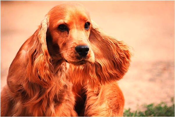 夢見語文書是凶兆還是吉兆_周公解夢官網