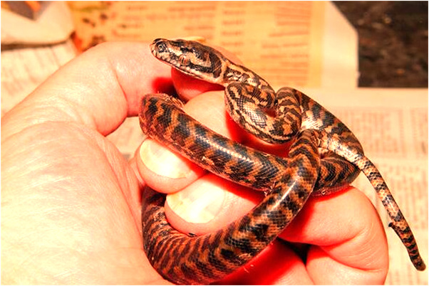 夢見和女孩性交失敗有什麼寓意嗎？_周公解夢官網