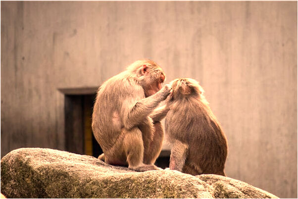 夢見彩票快開獎了會是什麼預兆_周公解夢官網