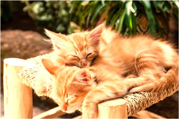 夢到住深山門向北代表什麼_周公解夢官網