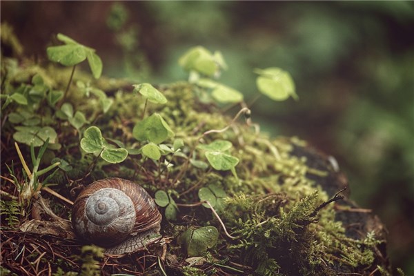 夢到了撈田螺意味著什麼_周公解夢