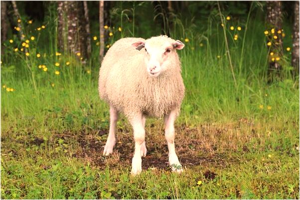 夢到了自己跑的好快是啥意思_周公解夢官網