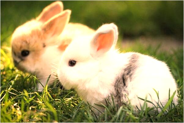 夢到了肚子表面張了東西啥意思_周公解夢官網