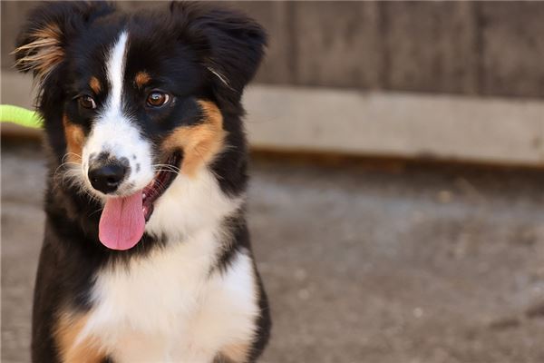 夢到了被狗咬手了預示著什麼_周公解夢