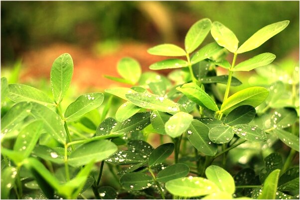 夢見別人買金子是什麼意思_周公解夢官網