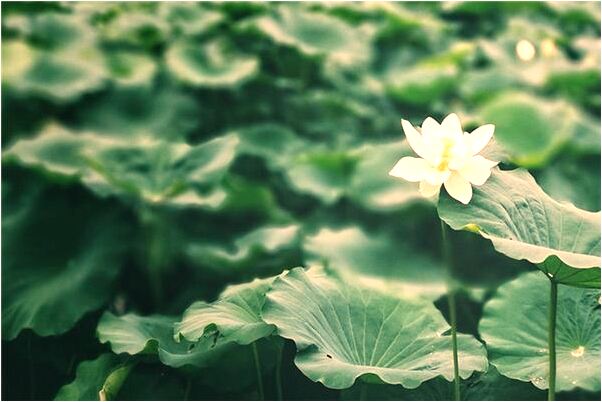 夢到臭死魚是吉兆嗎?_周公解夢官網