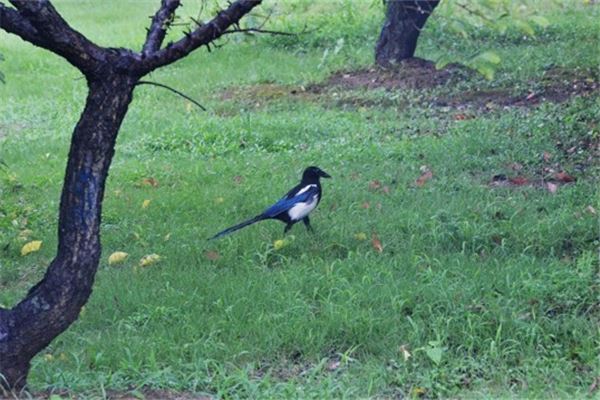 夢見喜鵲_周公解夢