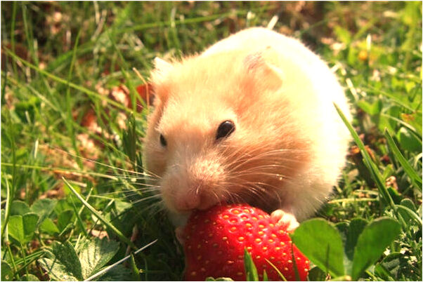 夢見鞋被狗咬破了預示什麼_周公解夢官網