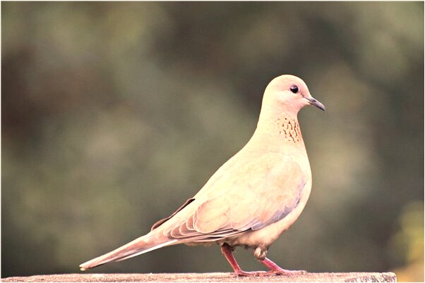 夢見老婆關心好不好_周公解夢官網
