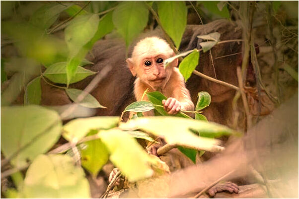 夢見打炸羊肉片意味著什麼_周公解夢官網