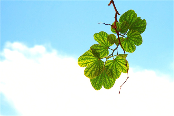 夢到了老婆陰道兩個紅點預兆了什麼嗎_周公解夢官網