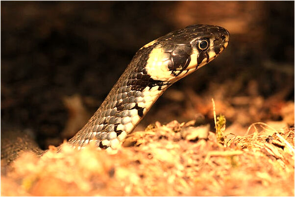 夢到多次撥打報警電話是啥意思_周公解夢官網