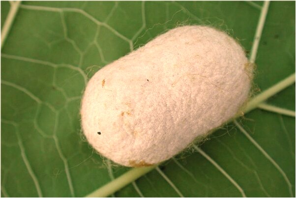 夢到了奇怪的人和動物是什麼預兆_周公解夢官網