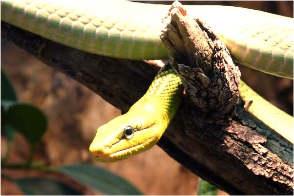 夢到了我跟媽媽在家裡燒香啥意思_周公解夢官網