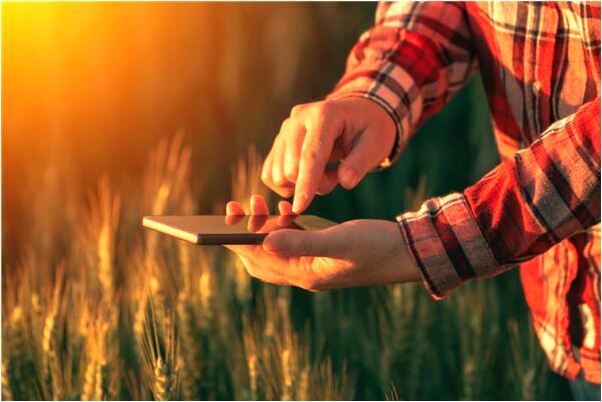 夢見一隻老羊三隻小羊會怎么樣_周公解夢官網